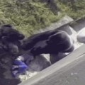 Niño cae en área de gorilas en zoo