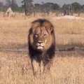 El león Cecil fue cazado por un norteamericano [ing]