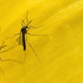 El ejército de millones mosquitos transgénicos que combate el dengue en Brasil
