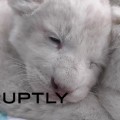 Cuatro leones albinos nacen en Rusia [Eng]