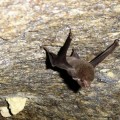 Un murciélago amenazado cría en Cataluña