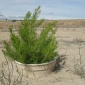 Así se combaten los efectos de la desertificación: con olivos vivos, algas y cubetas para reforestar