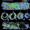 Larvas de insectos acuáticos construyen fortalezas para protegerse