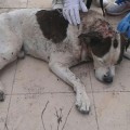 Abandonado un perro en estado crítico que pudo ser usado como 'sparring'