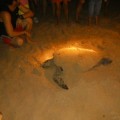 Encuentran una tortuga boba desovando en una playa de Torrevieja