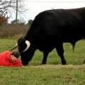 Adoptó un toro de corridas y le demostró al mundo que se trata de un deporte cruel