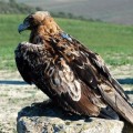 La población del águila imperial ibérica supera por primera vez 100 parejas nidificantes