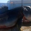 Capturan tiburón de 6 metros que acababa de comerse a un tiburón martillo