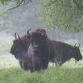 Tres bisontes llegan al parque de Atapuerca