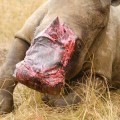 Rinoceronte mutilado consigue un nuevo hocico a partir de piel de elefante (FLA)