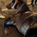 Un caballo muere deshidratado en pleno barrio de Montjuic en Barcelona