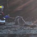 Una ballena pide ayuda a pescadores australianos