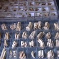 Un albañil en paro reúne una colección paleontológica de miles de piezas en Marchena