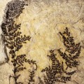 Descubren en España la flor más antigua conocida: 130 millones de años