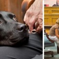 Da miedo testificar frente a tu atacante en un juzgado, pero estos perros lo hacen más fácil