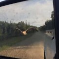 Un conductor canadiense oficia de “mamá ave” y guía a un ganso hasta el lago