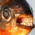 Pacú: el pez amazónico "primo" de las pirañas visto en España
