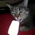 Cat malfunctions after brain freeze