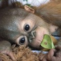Salvada la pequeña orangutana encontrada sola y llorando en la selva de Borneo