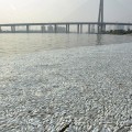 Tianjin: Aparecen millones de peces muertos cerca del lugar de la explosión