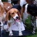 38 beagles pisan por primera vez un prado