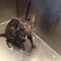 Un gato le dice a su dueño "más no" para que este deje de bañarle