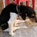 Pacma denunciará por maltrato animal a un exalcalde de Muñoveros (Segovia) por disparar a un perro y dejarlo paralítico