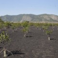 Biólogo brasileño planta 3000 árboles y recupera él solo 20 mil metros cuadrados de vegetación