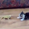 Un gato asustado por una iguana