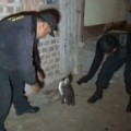 Pingüino arrestado por la policía