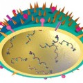 El virus presurizado que dispara su ADN infeccioso contra las células humanas