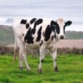 ¿Por qué los ganaderos españoles piden 0,34 euros por litro de leche?