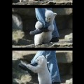 Un hombre sobrevive al ataque de un oso polar