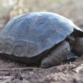 Nacen nuevas tortugas en las Islas Galápagos por primera vez en 100 años (ENG)