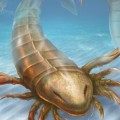 Descubren un ‘escorpión marino’ gigante