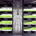 Esta fábrica es el terror de los agricultores: cultivará medio millón de lechugas al día de forma automática