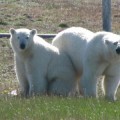 Los científicos que se encuentran acorralados por 5 osos polares en una remota isla del Ártico
