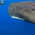 Hipnótico vídeo de ballenas durmiendo verticalmente
