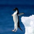 Top 10 de pingüinos torpes