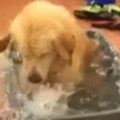 Perro labrador intentado no salpicar durante su baño