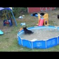 Familia de osos en una tarde de piscina