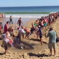 Bañistas rescatan a un tiburón blanco varado en la playa