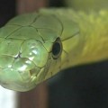 A punto de agotarse uno de los antídotos más eficaces contra el veneno de serpiente