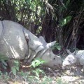 Parque natural de Indonesia descubre tres crías de rinoceronte de Java, al borde de la extinción