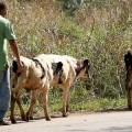 ¿Por qué Cuba sanciona con tanta severidad el sacrificio de ganado?