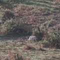 La batida de “jabalíes” en Pontevedra masacra a una manada de lobos