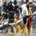 ¿Por qué los perros siempre se suman a las protestas?