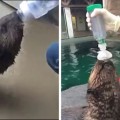 Mishka, la nutria asmática que ha aprendido a usar un inhalador [Eng]