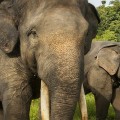 Envenenan y le cortan los colmillos al famoso elefante Yongki, símbolo de Indonesia