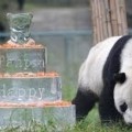 El oso panda más viejo del mundo cumplió 30 años
